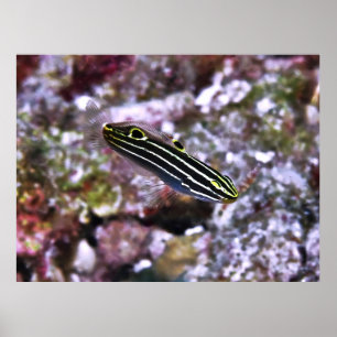 Póster Goby de Hector