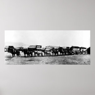 Póster GOLD ORE WAGONS- 14 MULES - CALIFORNIA c. 1905