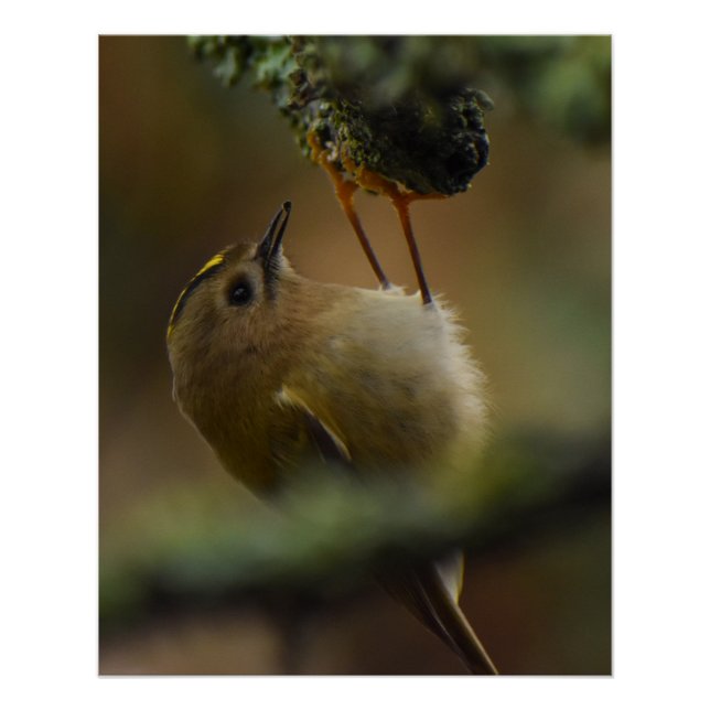 Póster Goldcrest (Anverso)