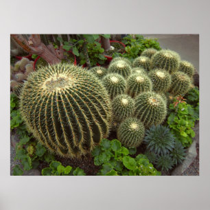 PÓSTER GOLDEN BARREL CACTI