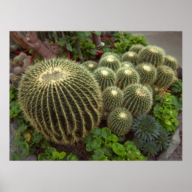 PÓSTER GOLDEN BARREL CACTI (Frente)