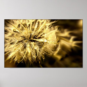 Póster Golden Dandy Dreams