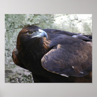 Póster Golden eagle