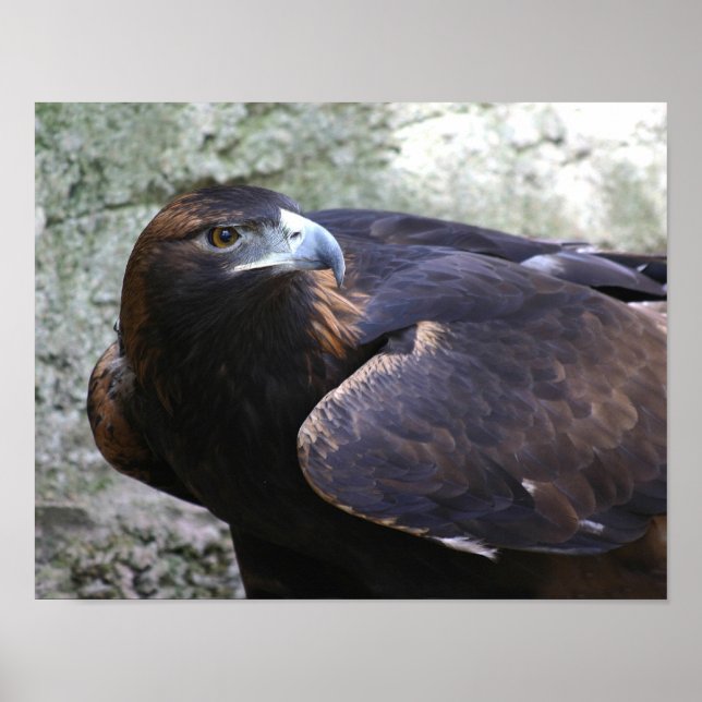 Póster Golden eagle (Frente)