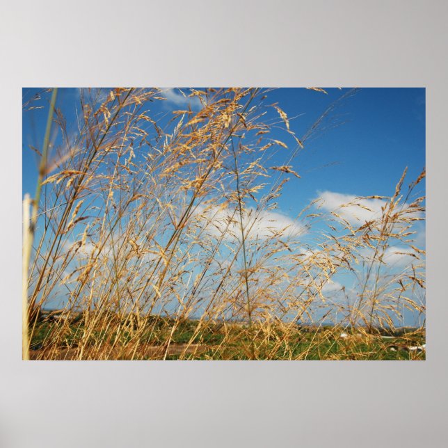Póster Golden Fields (Frente)