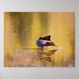 Póster Golden Goose