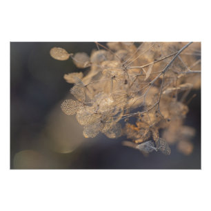 Póster Golden Hydrangea Flowers Winter