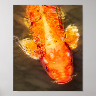 Póster Golden Koi Swimming Fish