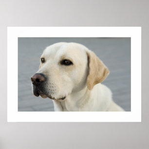 Póster Golden Labrador