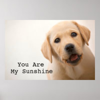 Golden Labrador Puppy