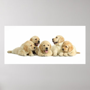 Póster Golden Labrador Puppy Pile