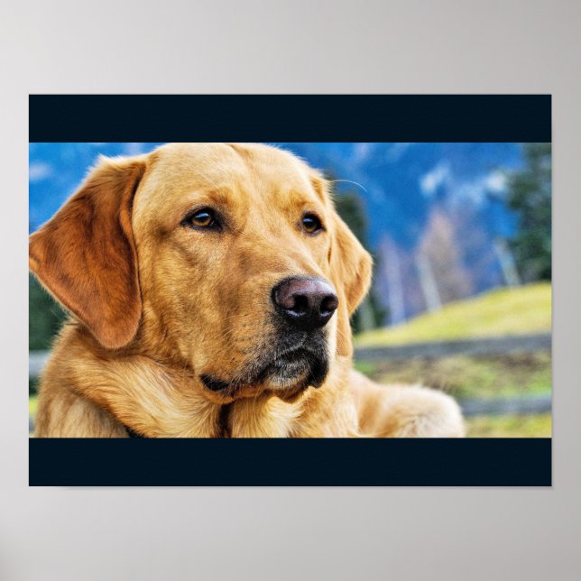 Póster Golden Labrador Retriever (Frente)
