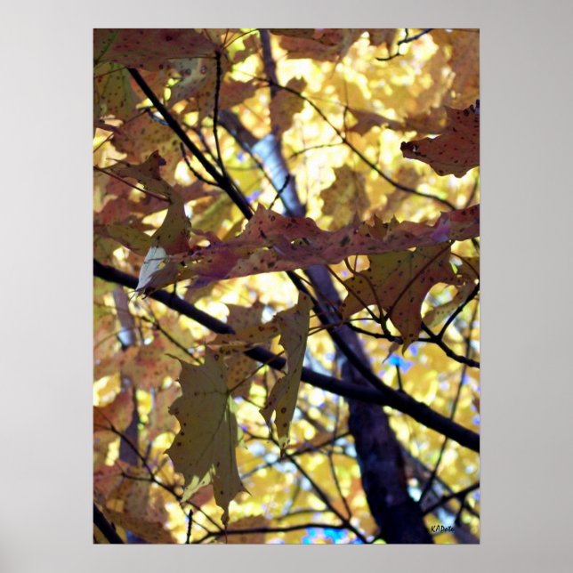 Póster Golden Leaves of Autumn (Frente)