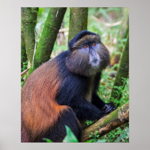 Póster Golden Monkey, Rwanda