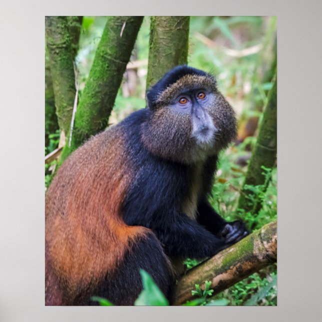 Póster Golden Monkey, Rwanda (Frente)