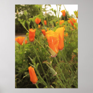 Póster Golden Poppies
