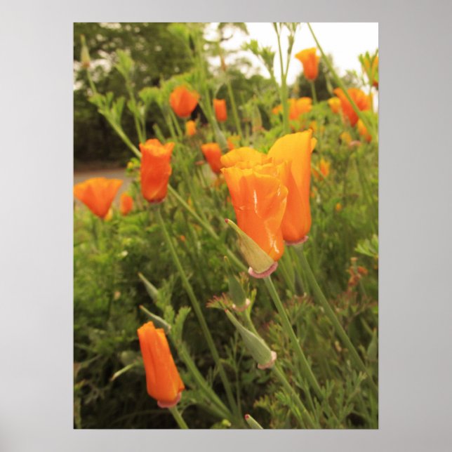 Póster Golden Poppies (Frente)
