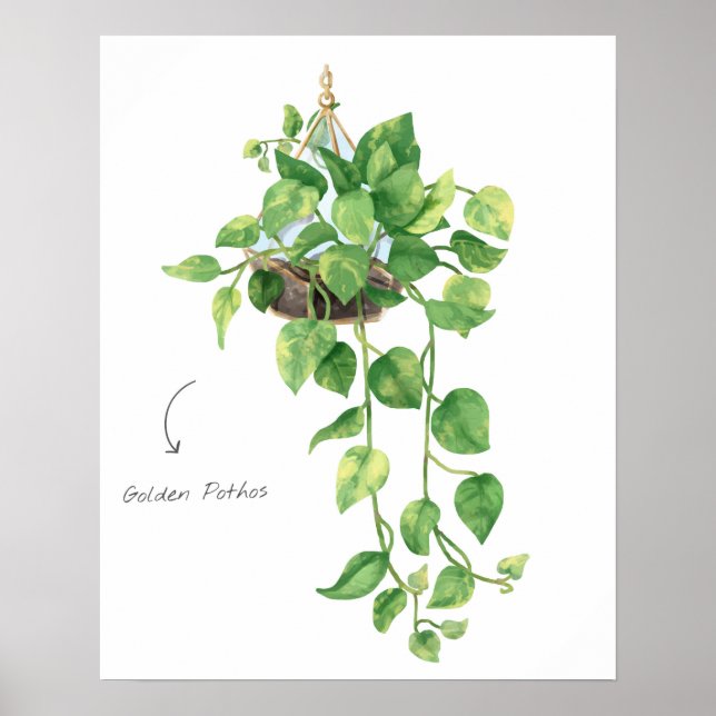 Póster Golden Pothos (Frente)