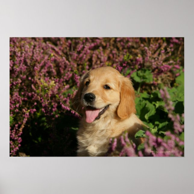 Póster Golden Retreiver Puppy (Frente)