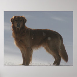 PÓSTER GOLDEN RETRIEVE POSTER