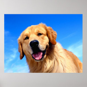 Póster Golden Retriever