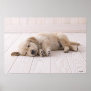 Póster Golden retriever