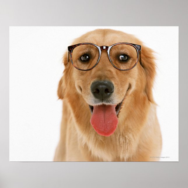 Póster Golden Retriever 3 (Frente)