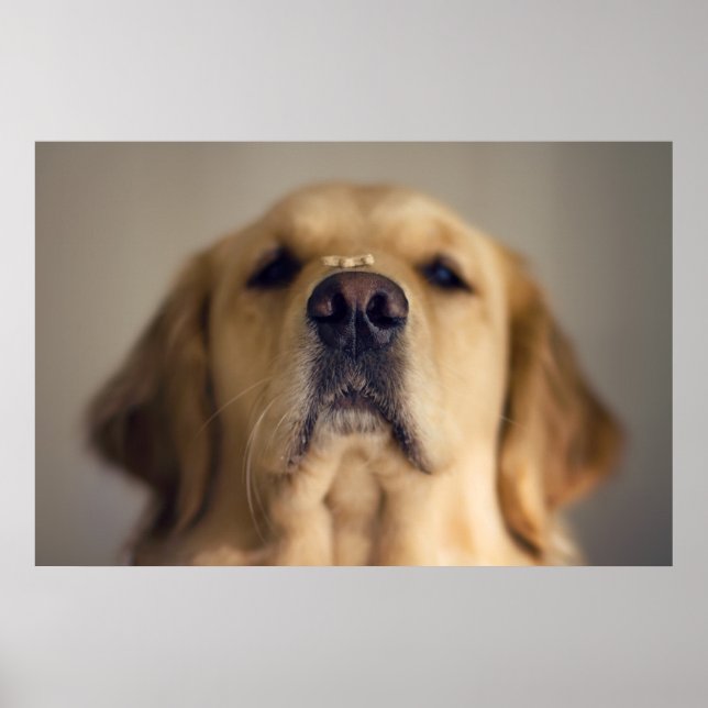 Póster Golden Retriever Balancing Treat on Nose (Frente)