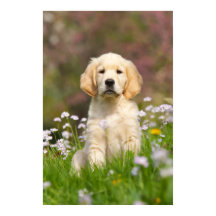 Golden Retriever cachorro un lindo Goldie