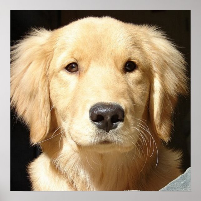 Póster Golden Retriever Closeup (Frente)