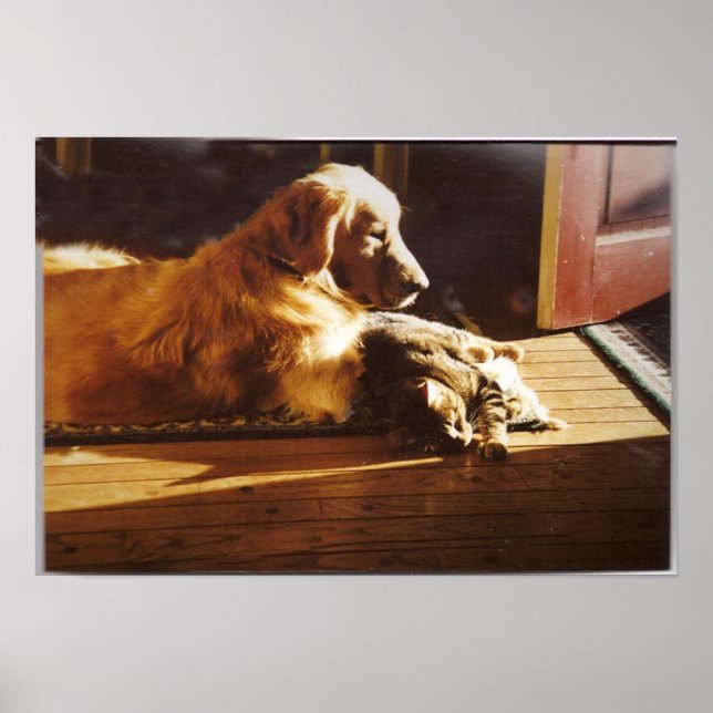 Póster Golden Retriever con Cat Poster (Frente)