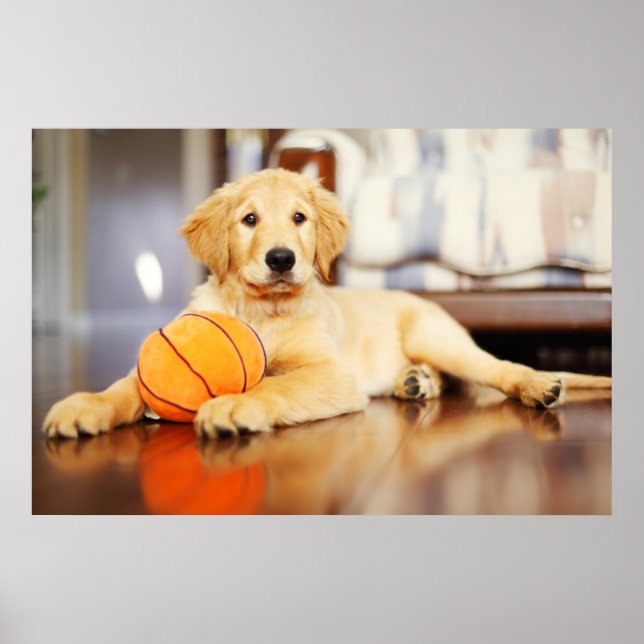 Póster Golden Retriever Con Juguete De Baloncesto (Frente)