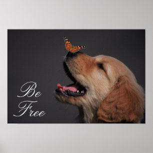 Póster Golden retriever con la mariposa en su nariz