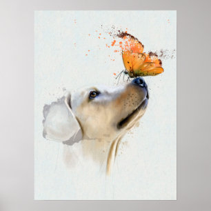 Póster Golden retriever con una mariposa en su nariz
