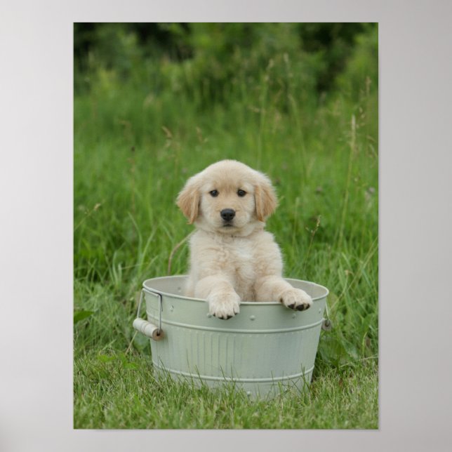 Póster Golden Retriever In Wash Basil (Frente)