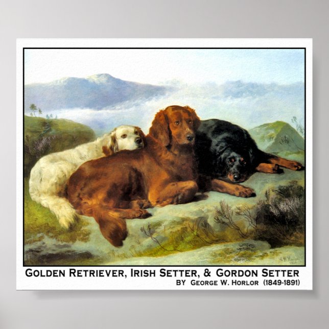 Póster Golden Retriever, Irish Setter y Gordon Setter (Frente)
