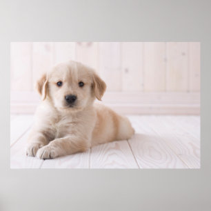 Póster Golden Retriever Lying Down