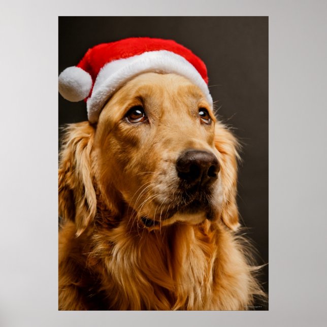 Póster Golden Retriever posando para sus Navidades (Frente)
