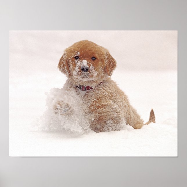 Póster Golden Retriever Pup en Nieve (Frente)