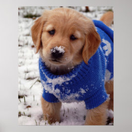 Póster Golden Retriever Puppy
