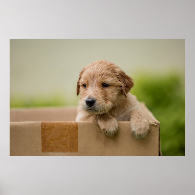 Póster Golden Retriever Puppy en caja (Frente)