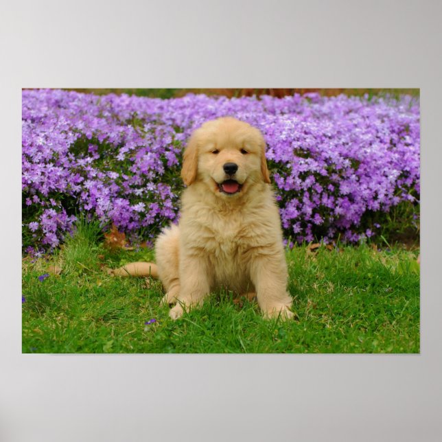 Póster Golden Retriever Puppy in bed of Lavender Phlox (Frente)