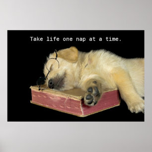 Póster Golden Retriever Puppy on book
