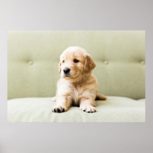 Póster Golden Retriever Puppy on Couch