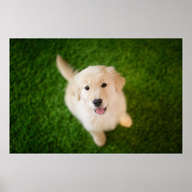 Póster Golden Retriever Puppy on Grass (Frente)