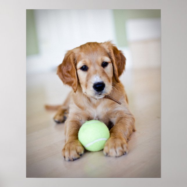 Póster Golden Retriever Puppy quiere jugar (Frente)
