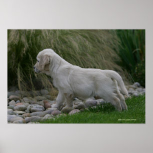 Póster Golden Retriever Puppy Standing