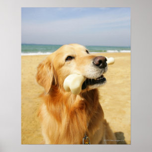 Póster Golden retriever que come el hueso