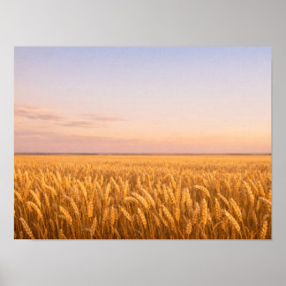 Póster Golden Wheat Field at Pastel Sunset Landscape