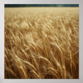 Póster Golden Wheat Fields